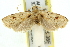  ( - 11ANIC-11973)  @12 [ ] CreativeCommons - Attribution (2011) ANIC/CBG Photography Group Centre for Biodiversity Genomics