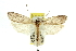  ( - 11ANIC-11982)  @14 [ ] CreativeCommons - Attribution (2011) ANIC/CBG Photography Group Centre for Biodiversity Genomics