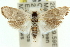  ( - 11ANIC-11986)  @13 [ ] CreativeCommons - Attribution (2011) ANIC/CBG Photography Group Centre for Biodiversity Genomics