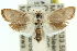  (Cryptophasa sp. ANIC100 - 11ANIC-11988)  @15 [ ] CreativeCommons - Attribution (2011) ANIC/CBG Photography Group Centre for Biodiversity Genomics