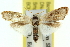  ( - 11ANIC-11989)  @13 [ ] CreativeCommons - Attribution (2011) ANIC/CBG Photography Group Centre for Biodiversity Genomics