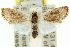  ( - 11ANIC-11990)  @13 [ ] CreativeCommons - Attribution (2011) ANIC/CBG Photography Group Centre for Biodiversity Genomics