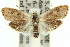 ( - 11ANIC-11991)  @13 [ ] CreativeCommons - Attribution (2011) ANIC/CBG Photography Group Centre for Biodiversity Genomics