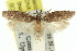  (Heterochyta tetracentra - 11ANIC-12021)  @13 [ ] CreativeCommons - Attribution (2011) ANIC/CBG Photography Group Centre for Biodiversity Genomics