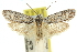  ( - 11ANIC-12053)  @11 [ ] CreativeCommons - Attribution (2011) ANIC/CBG Photography Group Centre for Biodiversity Genomics