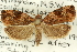  ( - 11ANIC-12100)  @11 [ ] CreativeCommons - Attribution (2011) ANIC/CBG Photography Group Centre for Biodiversity Genomics