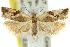  ( - 11ANIC-12233)  @11 [ ] CreativeCommons - Attribution (2011) ANIC/CBG Photography Group Centre for Biodiversity Genomics