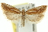  ( - 11ANIC-12243)  @11 [ ] CreativeCommons - Attribution (2011) ANIC/CBG Photography Group Centre for Biodiversity Genomics