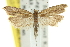  ( - 11ANIC-12246)  @11 [ ] CreativeCommons - Attribution (2011) ANIC/CBG Photography Group Centre for Biodiversity Genomics