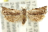  ( - 11ANIC-12275)  @13 [ ] CreativeCommons - Attribution (2011) ANIC/CBG Photography Group Centre for Biodiversity Genomics