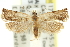  ( - 11ANIC-12276)  @13 [ ] CreativeCommons - Attribution (2011) ANIC/CBG Photography Group Centre for Biodiversity Genomics