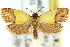  (Leptarthra1 - 11ANIC-12289)  @14 [ ] CreativeCommons - Attribution (2011) ANIC/CBG Photography Group Centre for Biodiversity Genomics
