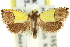  (Loboschiza - 11ANIC-12293)  @15 [ ] CreativeCommons - Attribution (2011) ANIC/CBG Photography Group Centre for Biodiversity Genomics