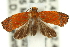  ( - 11ANIC-12297)  @13 [ ] CreativeCommons - Attribution (2011) ANIC/CBG Photography Group Centre for Biodiversity Genomics