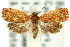  ( - 11ANIC-12299)  @11 [ ] CreativeCommons - Attribution (2011) ANIC/CBG Photography Group Centre for Biodiversity Genomics
