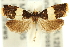  ( - 11ANIC-12303)  @11 [ ] CreativeCommons - Attribution (2011) ANIC/CBG Photography Group Centre for Biodiversity Genomics
