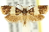  ( - 11ANIC-12305)  @11 [ ] CreativeCommons - Attribution (2011) ANIC/CBG Photography Group Centre for Biodiversity Genomics