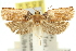  ( - 11ANIC-12311)  @11 [ ] CreativeCommons - Attribution (2011) ANIC/CBG Photography Group Centre for Biodiversity Genomics