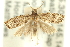  ( - 11ANIC-12323)  @14 [ ] CreativeCommons - Attribution (2011) ANIC/CBG Photography Group Centre for Biodiversity Genomics