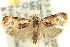  ( - 11ANIC-12345)  @14 [ ] CreativeCommons - Attribution (2011) ANIC/CBG Photography Group Centre for Biodiversity Genomics