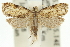  (Helictophanes sp. ANIC1 - 11ANIC-12347)  @14 [ ] CreativeCommons - Attribution (2011) ANIC/CBG Photography Group Centre for Biodiversity Genomics