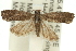  ( - 11ANIC-12372)  @13 [ ] CreativeCommons - Attribution (2011) ANIC/CBG Photography Group Centre for Biodiversity Genomics