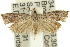  (Strepsicrates ejectana - 11ANIC-12385)  @14 [ ] CreativeCommons - Attribution (2011) ANIC/CBG Photography Group Centre for Biodiversity Genomics