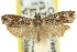  ( - 11ANIC-12386)  @11 [ ] CreativeCommons - Attribution (2011) ANIC/CBG Photography Group Centre for Biodiversity Genomics
