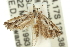  (Strepsicrates sp. ANIC1 - 11ANIC-12388)  @13 [ ] CreativeCommons - Attribution (2011) ANIC/CBG Photography Group Centre for Biodiversity Genomics
