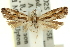  ( - 11ANIC-12389)  @11 [ ] CreativeCommons - Attribution (2011) ANIC/CBG Photography Group Centre for Biodiversity Genomics