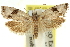  ( - 11ANIC-12390)  @11 [ ] CreativeCommons - Attribution (2011) ANIC/CBG Photography Group Centre for Biodiversity Genomics