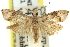  ( - 11ANIC-12391)  @11 [ ] CreativeCommons - Attribution (2011) ANIC/CBG Photography Group Centre for Biodiversity Genomics