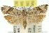  (Strepsicrates limnephilana - 11ANIC-12392)  @14 [ ] CreativeCommons - Attribution (2011) ANIC/CBG Photography Group Centre for Biodiversity Genomics
