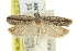  ( - 11ANIC-12409)  @11 [ ] CreativeCommons - Attribution (2011) ANIC/CBG Photography Group Centre for Biodiversity Genomics