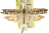  ( - 11ANIC-12410)  @11 [ ] CreativeCommons - Attribution (2011) ANIC/CBG Photography Group Centre for Biodiversity Genomics