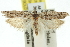  ( - 11ANIC-12415)  @11 [ ] CreativeCommons - Attribution (2011) ANIC/CBG Photography Group Centre for Biodiversity Genomics