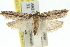  ( - 11ANIC-12418)  @11 [ ] CreativeCommons - Attribution (2011) ANIC/CBG Photography Group Centre for Biodiversity Genomics