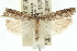  ( - 11ANIC-12426)  @11 [ ] CreativeCommons - Attribution (2011) ANIC/CBG Photography Group Centre for Biodiversity Genomics