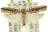  ( - 11ANIC-12429)  @11 [ ] CreativeCommons - Attribution (2011) ANIC/CBG Photography Group Centre for Biodiversity Genomics
