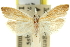  ( - 11ANIC-12467)  @11 [ ] CreativeCommons - Attribution (2011) ANIC/CBG Photography Group Centre for Biodiversity Genomics