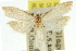  ( - 11ANIC-12468)  @11 [ ] CreativeCommons - Attribution (2011) ANIC/CBG Photography Group Centre for Biodiversity Genomics