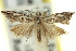  ( - 11ANIC-12480)  @11 [ ] CreativeCommons - Attribution (2011) ANIC/CBG Photography Group Centre for Biodiversity Genomics
