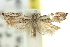  ( - 11ANIC-12481)  @11 [ ] CreativeCommons - Attribution (2011) ANIC/CBG Photography Group Centre for Biodiversity Genomics