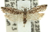  ( - 11ANIC-12502)  @12 [ ] CreativeCommons - Attribution (2011) ANIC/CBG Photography Group Centre for Biodiversity Genomics