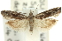  ( - 11ANIC-12503)  @11 [ ] CreativeCommons - Attribution (2011) ANIC/CBG Photography Group Centre for Biodiversity Genomics