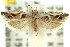  ( - 11ANIC-12505)  @11 [ ] CreativeCommons - Attribution (2011) ANIC/CBG Photography Group Centre for Biodiversity Genomics