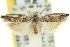  ( - 11ANIC-12507)  @11 [ ] CreativeCommons - Attribution (2011) ANIC/CBG Photography Group Centre for Biodiversity Genomics