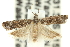  ( - 11ANIC-12521)  @12 [ ] CreativeCommons - Attribution (2011) ANIC/CBG Photography Group Centre for Biodiversity Genomics
