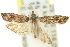  ( - 11ANIC-12522)  @12 [ ] CreativeCommons - Attribution (2011) ANIC/CBG Photography Group Centre for Biodiversity Genomics