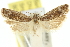  ( - 11ANIC-12535)  @11 [ ] CreativeCommons - Attribution (2011) ANIC/CBG Photography Group Centre for Biodiversity Genomics